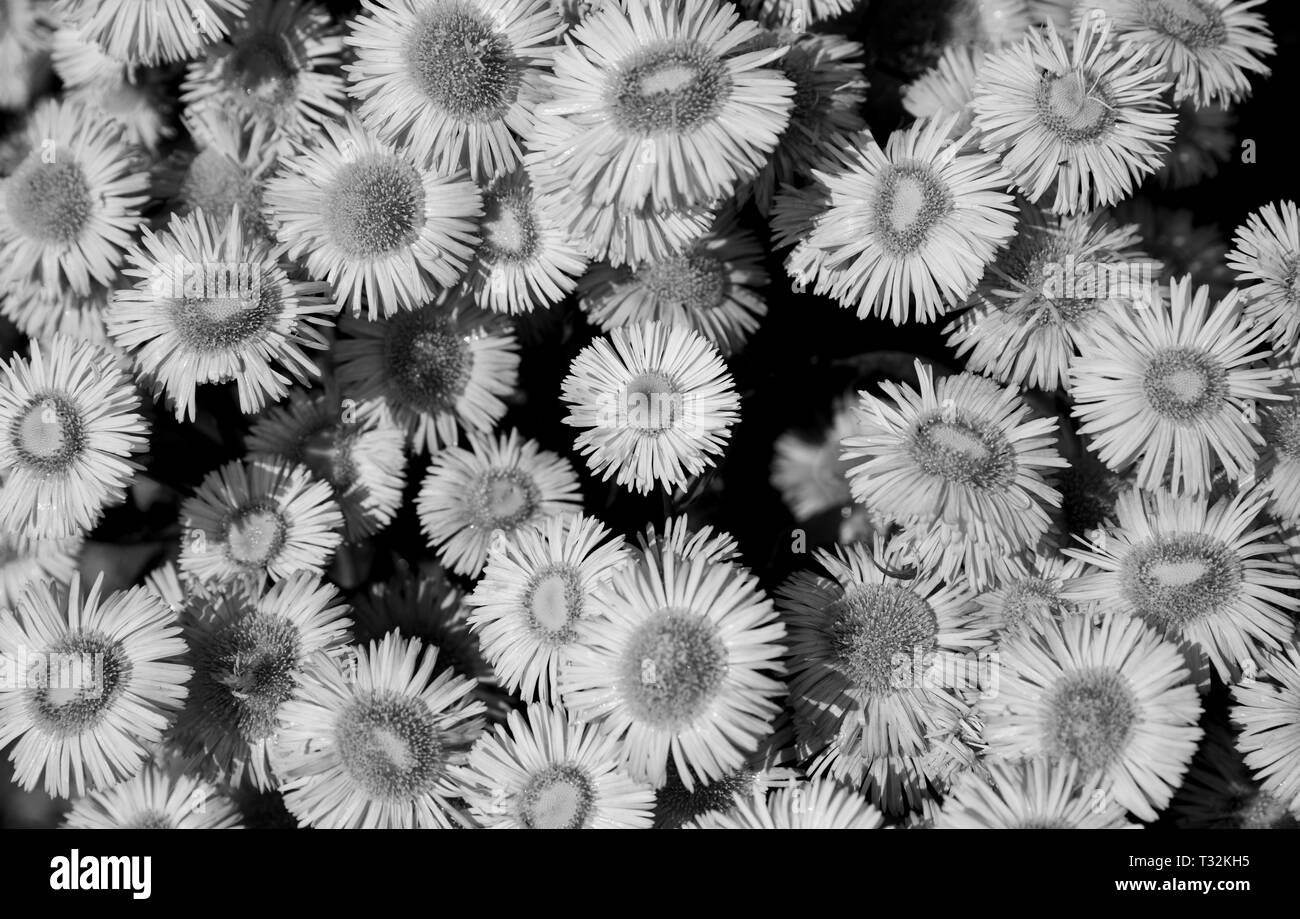 Schönes blühende Blumen im Garten, Sommer Hintergrund. Fotografie magische Blume auf unscharfen Hintergrund Stockfoto