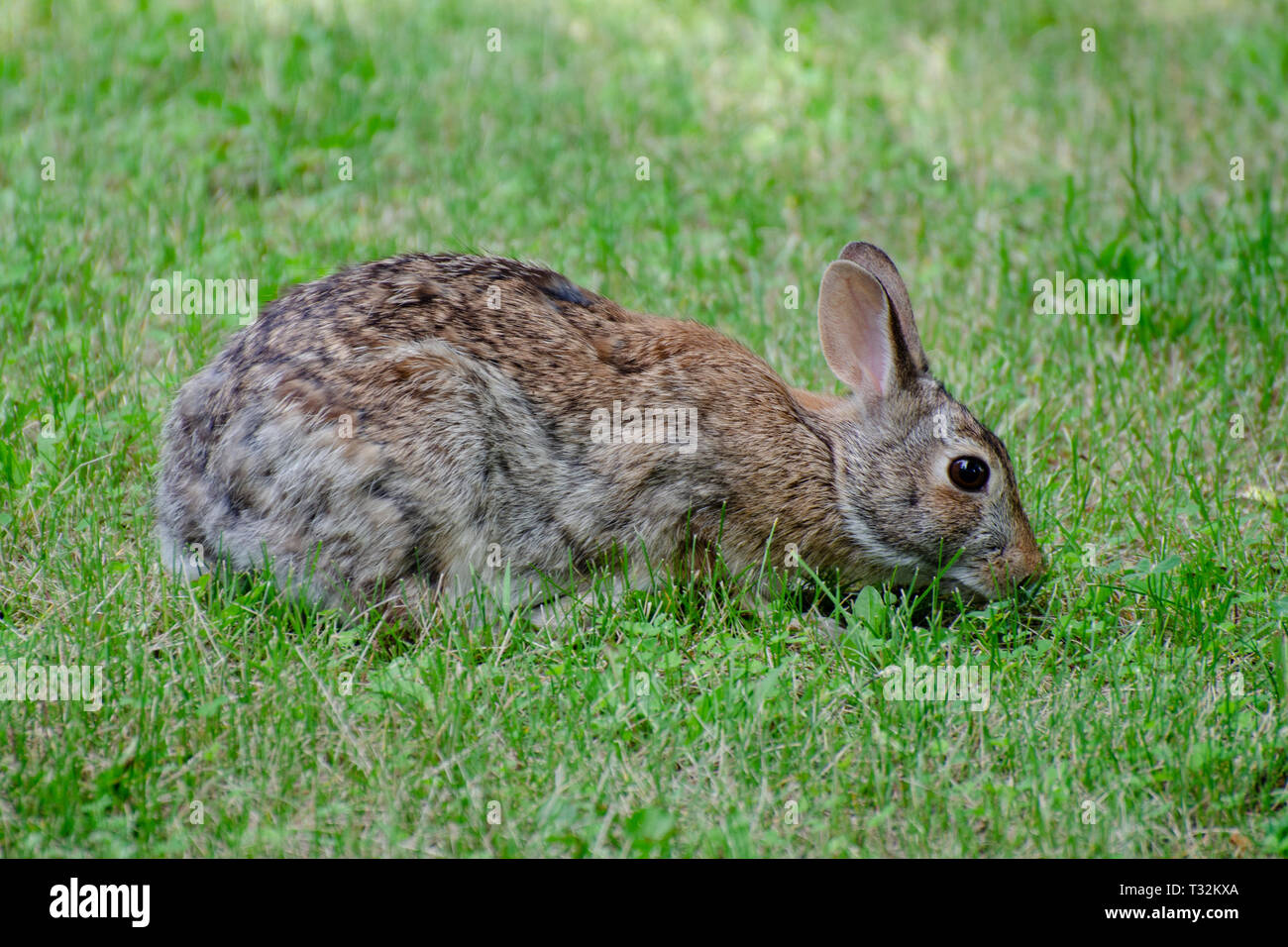Kaninchen auf Nahrungssuche im Gras Stockfoto
