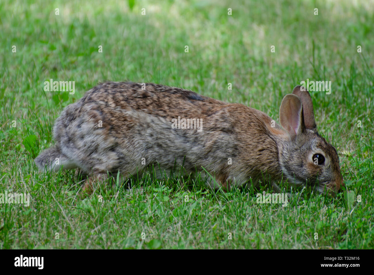 Kaninchen auf Nahrungssuche im Gras Stockfoto