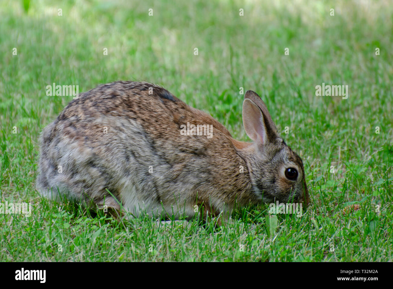 Kaninchen auf Nahrungssuche im Gras Stockfoto