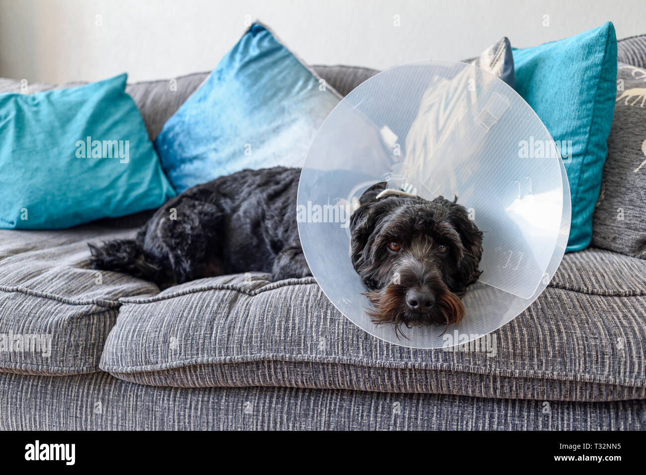 Hund tragen Halskragen für Schutz. Stockfoto
