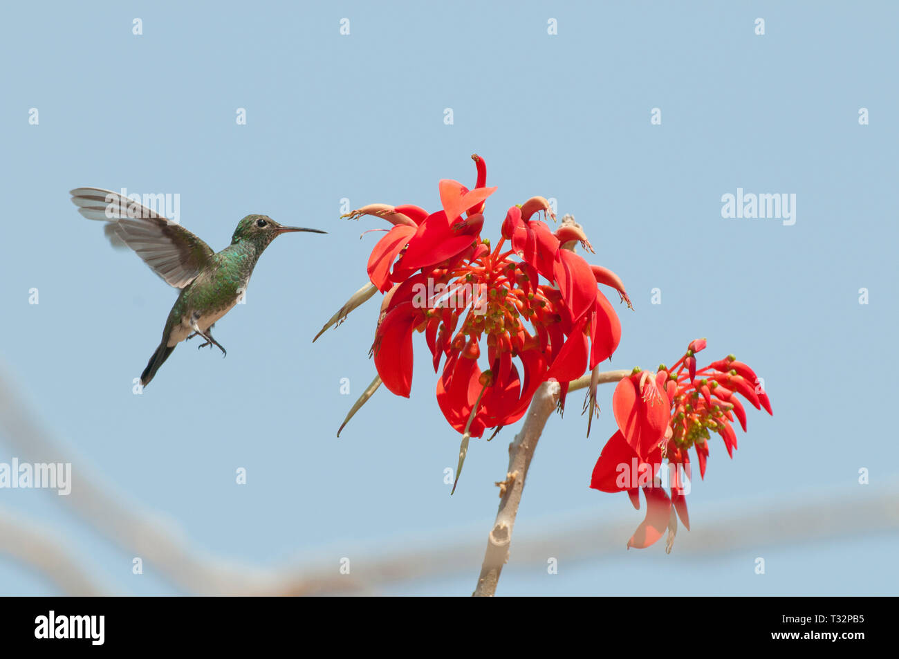 Glitzernde-throated Emerald (Amazilia fimbriata) Ernährung von einem unidentifies rote Blume Stockfoto