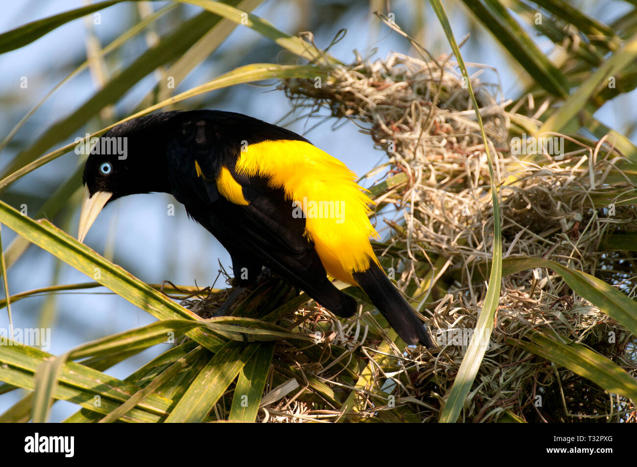 Yellow-rumped Cacique (Cacicus cela) im Pantanal Brasilien Stockfoto