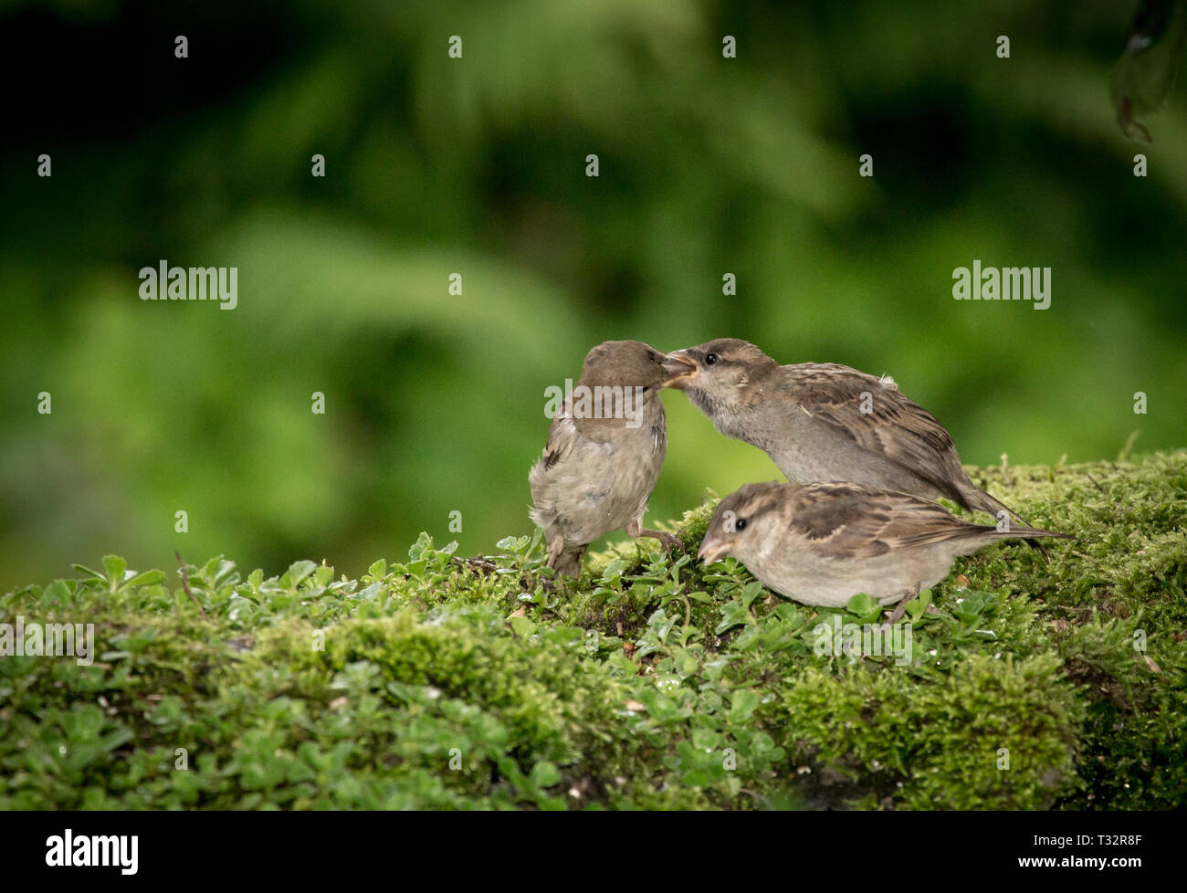 Sparrow Fütterung Stockfoto