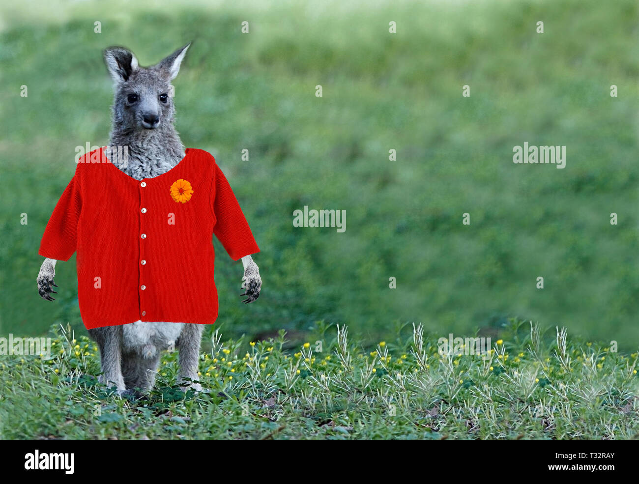 Känguru mit Red Jacket II. Stockfoto