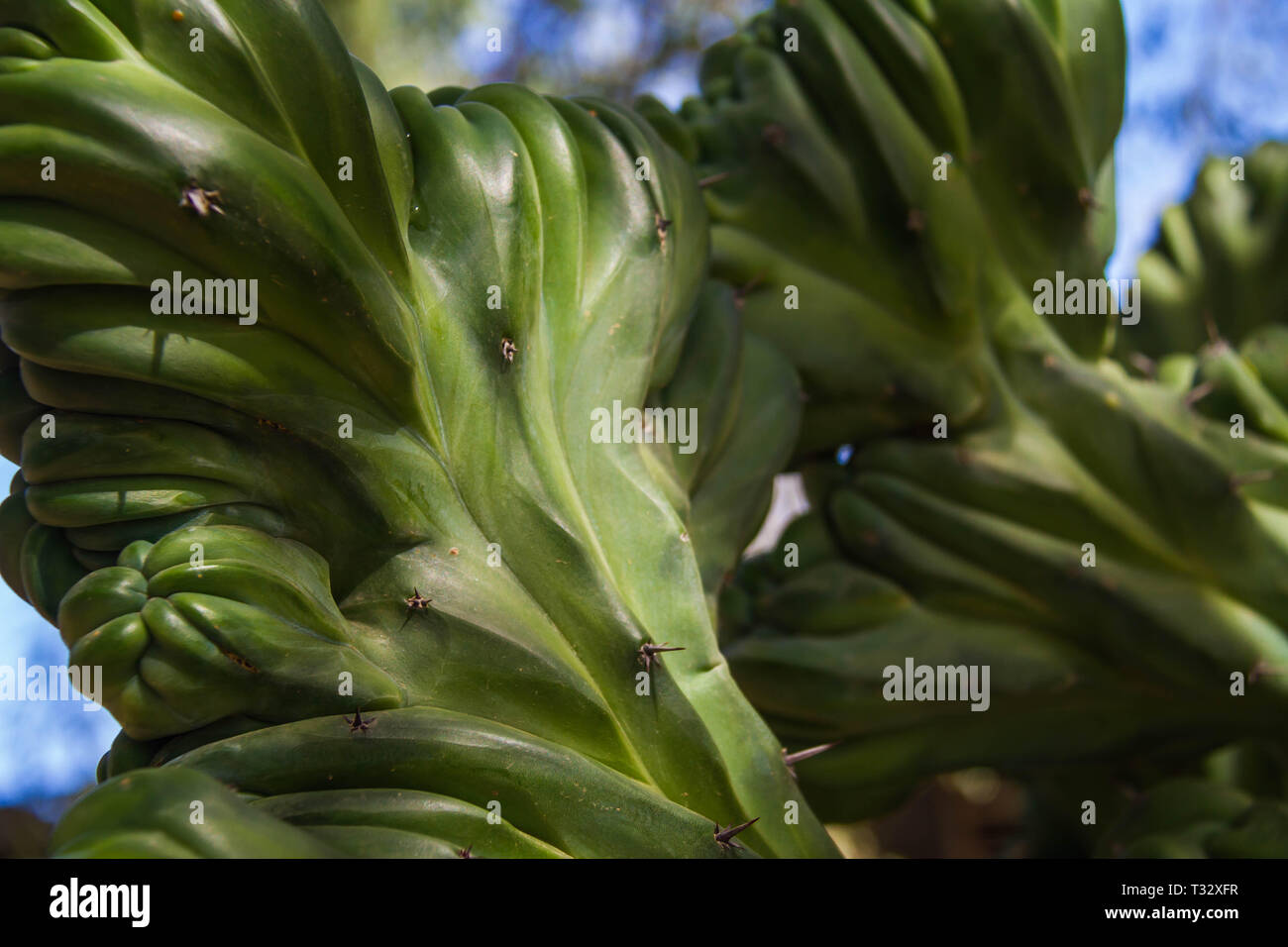 Ein detail von eine ungewöhnliche Pflanze in der Wüste von Arizona im Südwesten der USA. Stockfoto