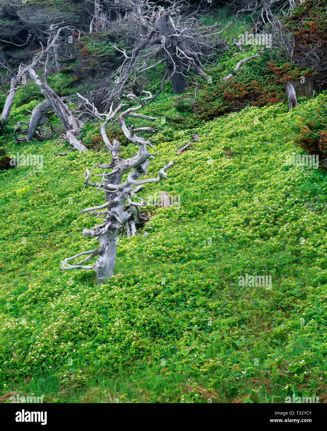 Kanada, Neufundland, Gros Morne National Park, kanadischer Hartriegel in voller Blüte und Wind verdreht Balsam-tanne; in der Nähe von Green Point. Stockfoto