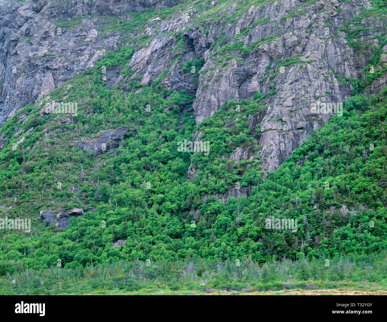 Kanada, Neufundland, Gros Morne National Park, gemischte Nadel- und Laubholz Bäume wachsen auf steilen, felsigen Hang in der Nähe des Tablelands. Stockfoto