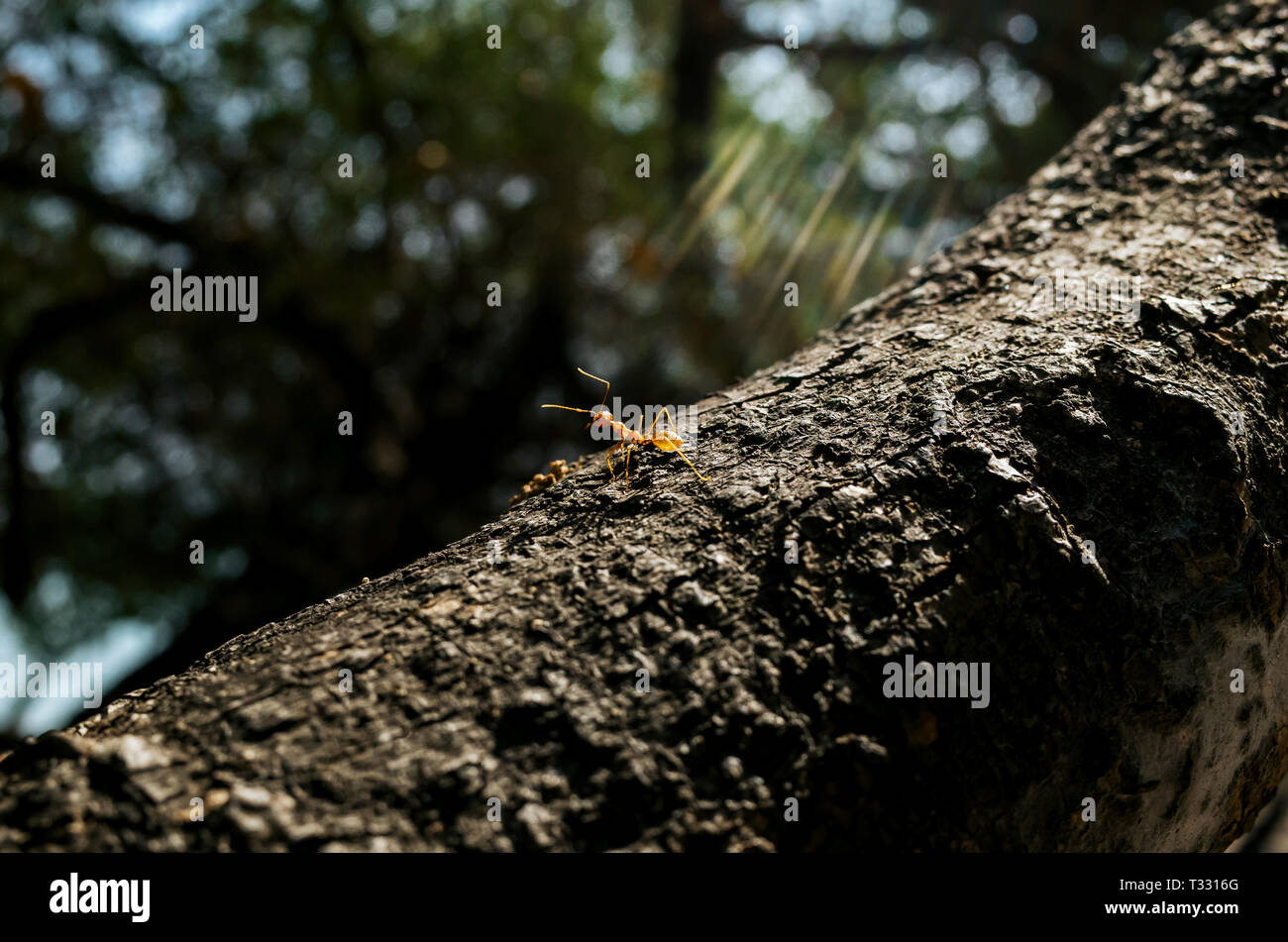 Single Weber Ameise auf einem Baum Stockfoto