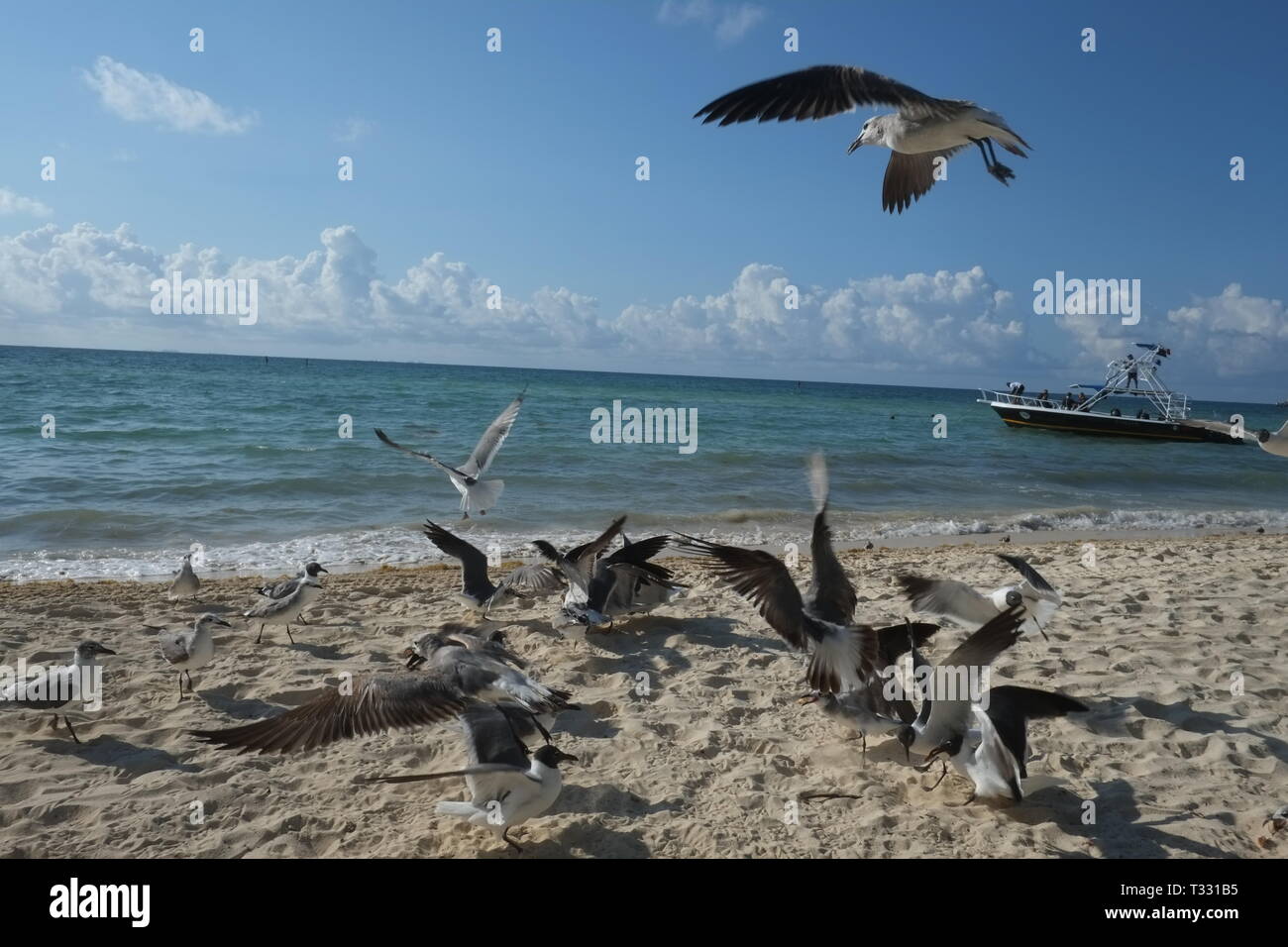 Möwen füttern am Strand von Playa del Carmen, Mexiko Stockfoto