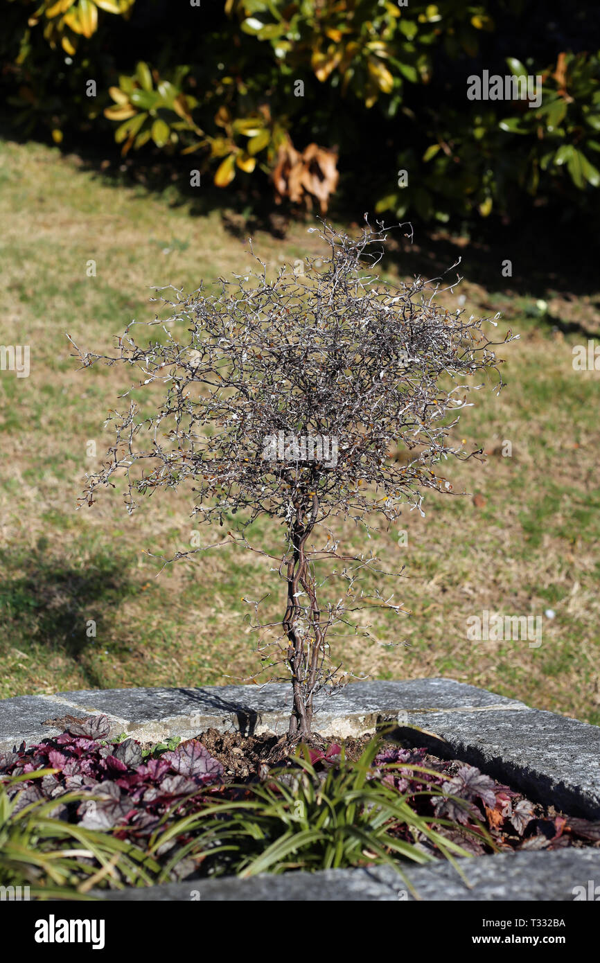 Ein kleiner Baum in einem Park in Nyon, Schweiz. An einem sonnigen
