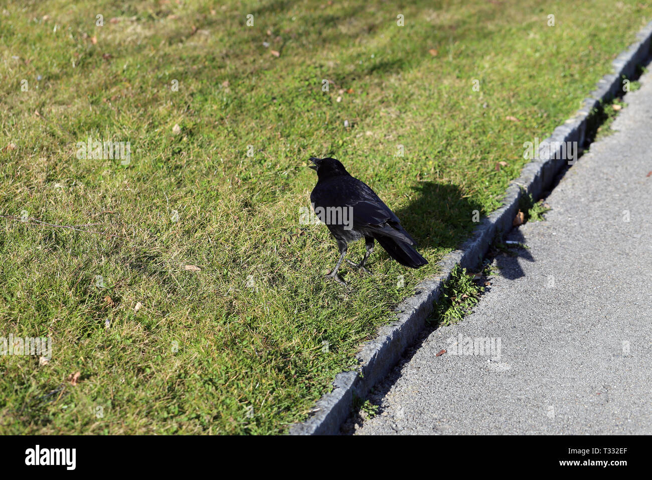 Black Raven Vogel gehen auf eine Wiese in Nyon, Schweiz. Auf dem Foto sehen  Sie den Vogel, sein Schatten, Gras und ein Laufsteg aus Asphalt  Stockfotografie - Alamy