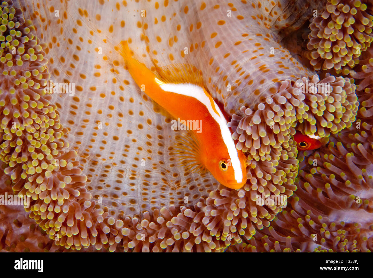 Orange Anemonenfischen Amphiprion (sandaracinos), Indonesien Stockfoto