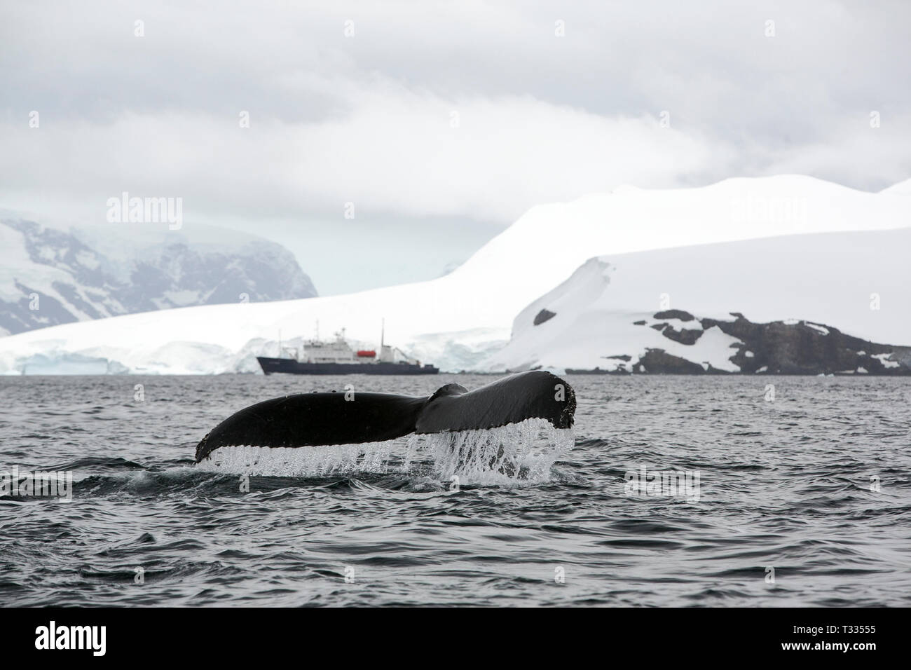 Buckelwal, Megaptera novaeangliae, Fütterung in der Nähe von Anvord Insel, Graham Land, Antarktische Halbinsel mit einem Schiff hinter sich. Stockfoto