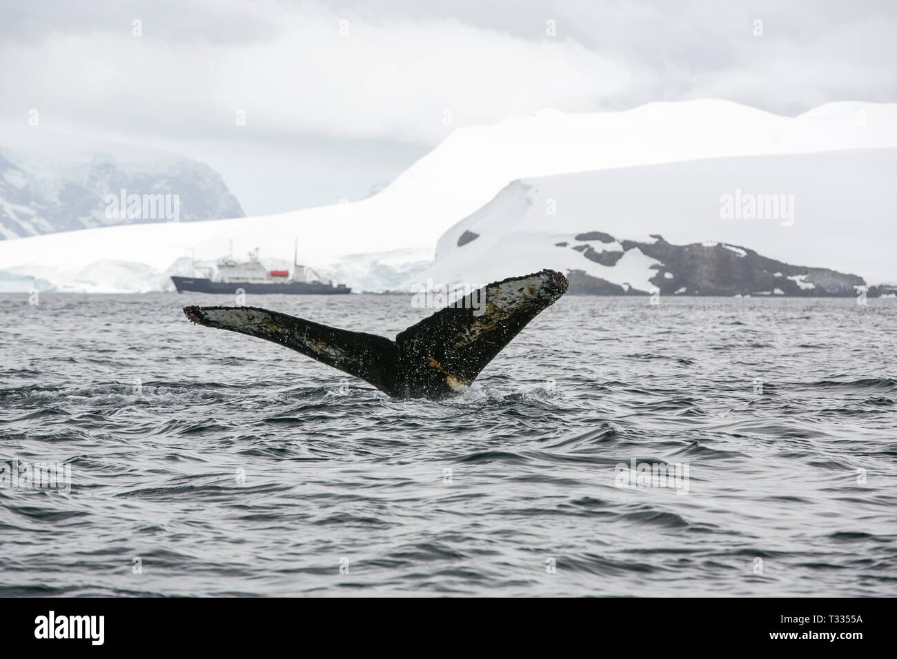 Buckelwal, Megaptera novaeangliae, Fütterung in der Nähe von Anvord Insel, Graham Land, Antarktische Halbinsel mit einem Schiff hinter sich. Stockfoto