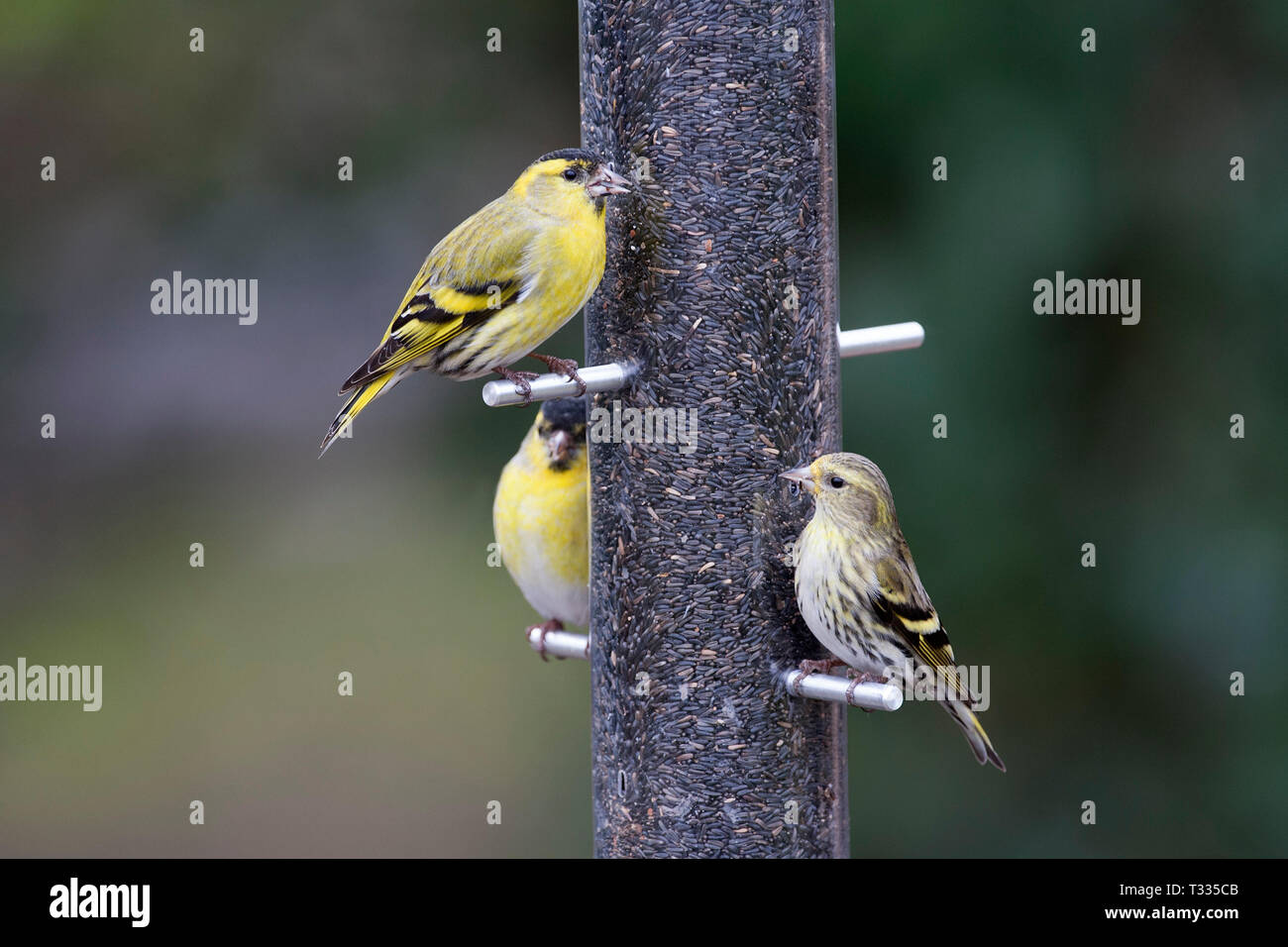 Siskin, Carduelis spinus, erwachsene Männchen und Weibchen auf niger Einzug. März berücksichtigt. Arundel, West Sussex, UK. Stockfoto