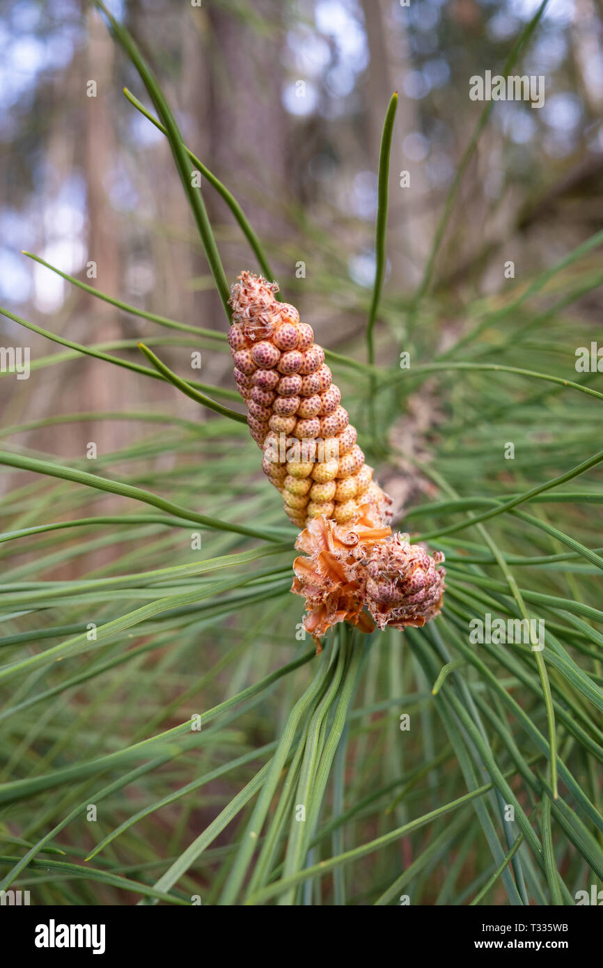 Tanne mit blühen Blumen. Picea abies, männlicher Blütenstand. Pollen Stockfoto