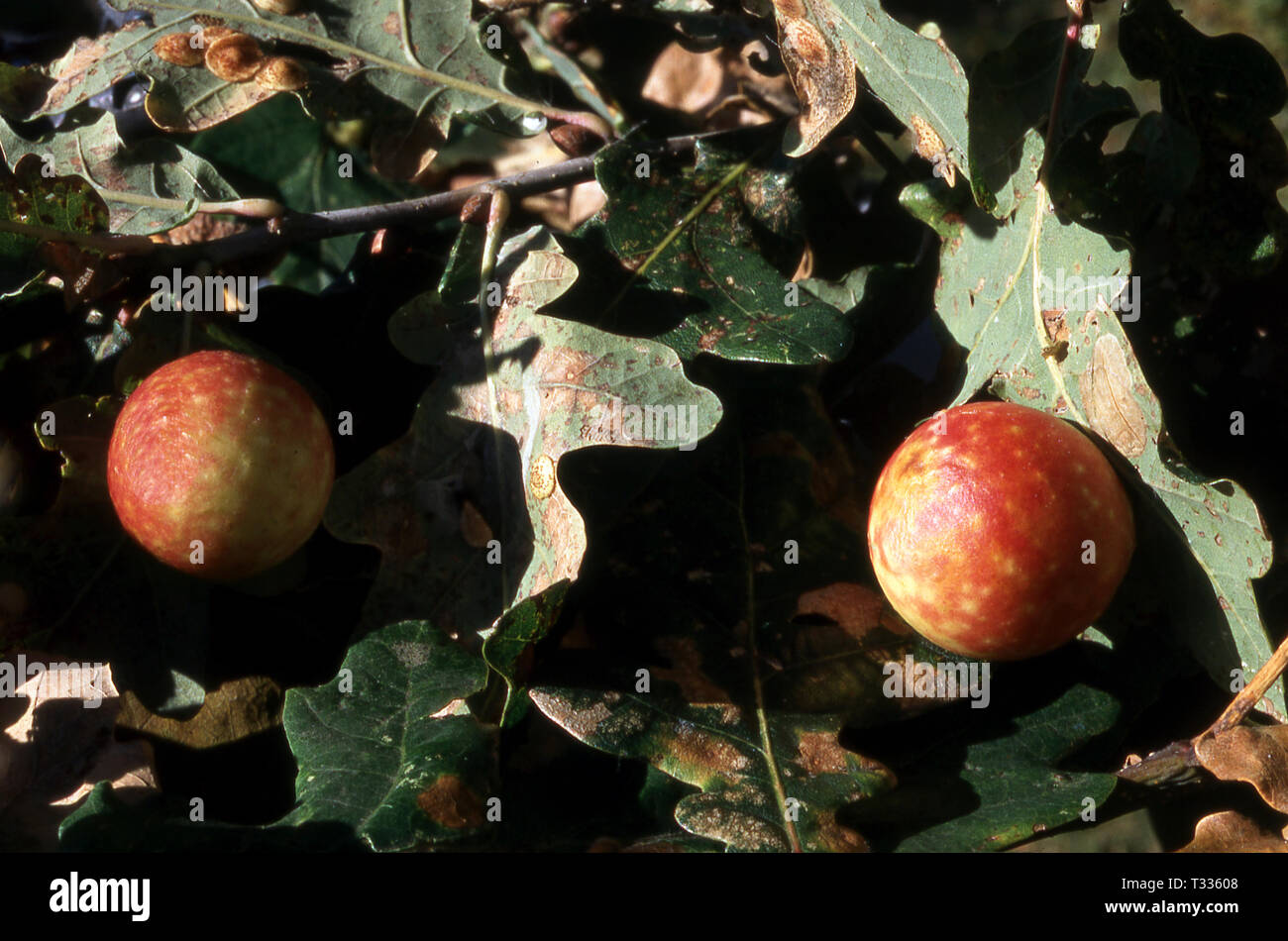 Eiche APPLE GALL (BIORRHIZA GITHAGO) auf Eiche Stockfotografie Alamy
