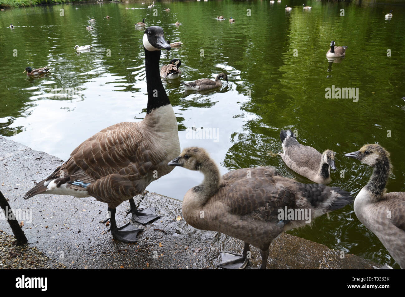 Gänse auf dem See in Christchurch Park, Ipswich, Suffolk, Großbritannien Stockfoto