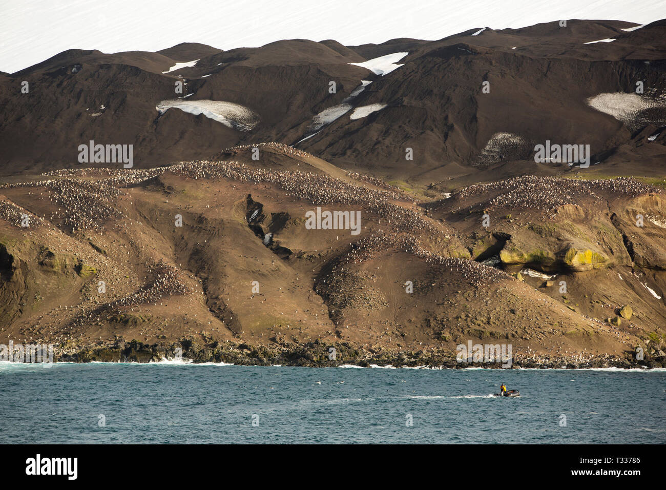 Eine große Kolonie von Pinguinen, Kinnriemen Pygoscelis antarcticus auf Deception Island in der Antarktis. Stockfoto