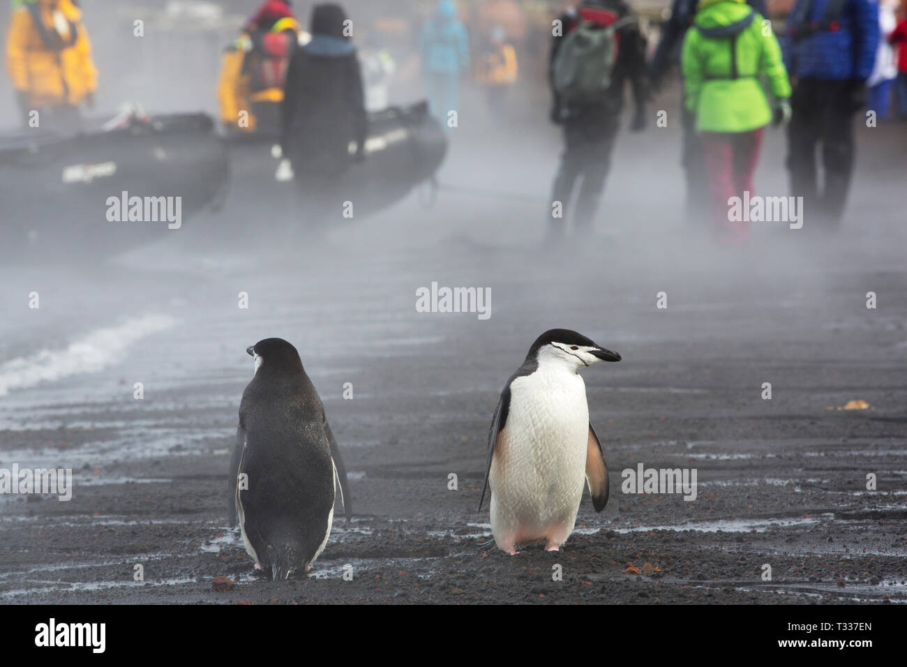 Kinnriemen Pinguine und Touristen auf Deception Island in der Antarktis mit Dampf aus dem vulkanische Hitze. Stockfoto