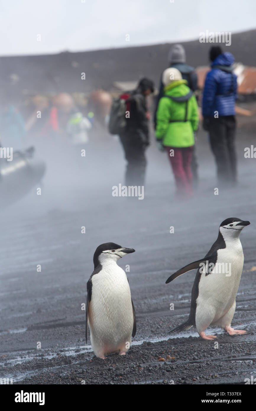 Kinnriemen Pinguine und Touristen auf Deception Island in der Antarktis mit Dampf aus dem vulkanische Hitze. Stockfoto