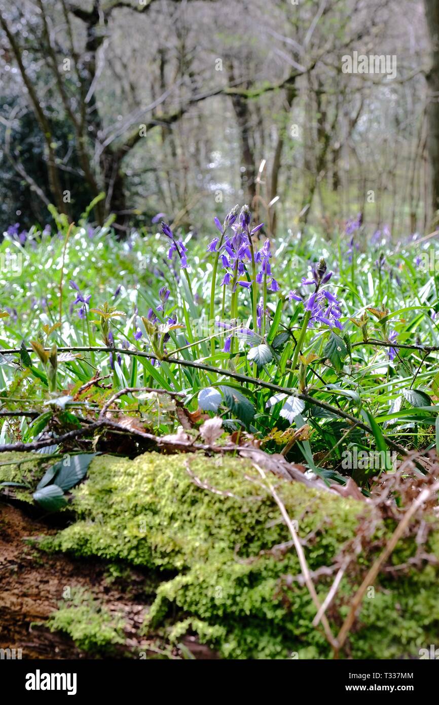 Skipton, Großbritannien. 6. April 2019. UK Wetter. Die Frühlingssonne die Glockenblumen im Ilkley von Middleton Woods. Die beste Zeit für Bluebells ist Norm Stockfoto