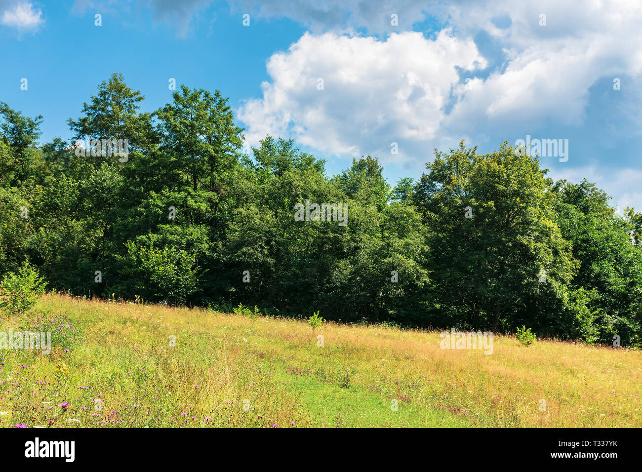 Wald auf der grünen Wiese. Wunderbares Sommerwetter mit bewölktem Himmel. schöne Natur Hintergrund Stockfoto