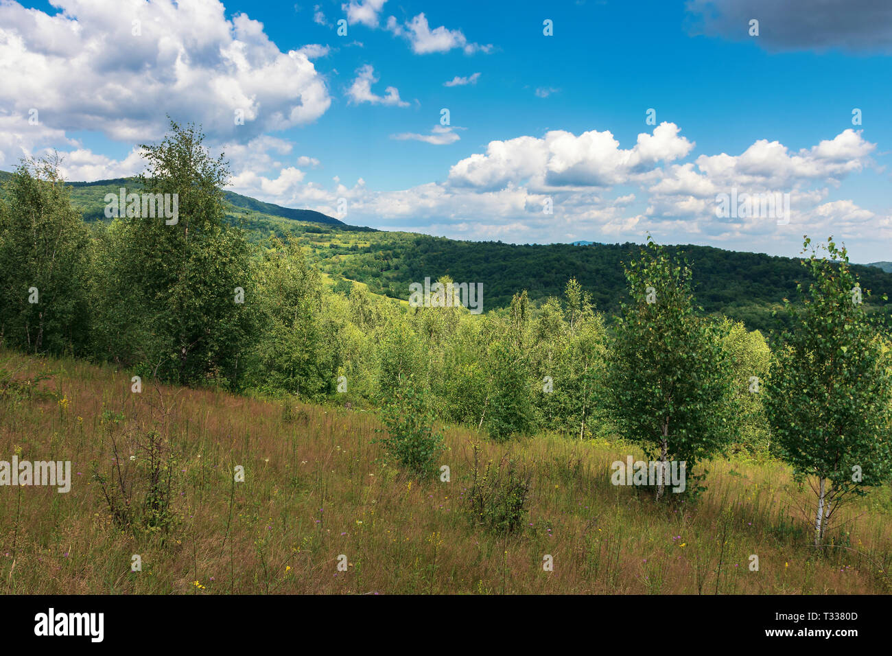 Junge Wald auf der grasbewachsenen Hügel. Wunderbares Sommerwetter mit bewölktem Himmel. schöne Natur Landschaft in den Bergen Stockfoto