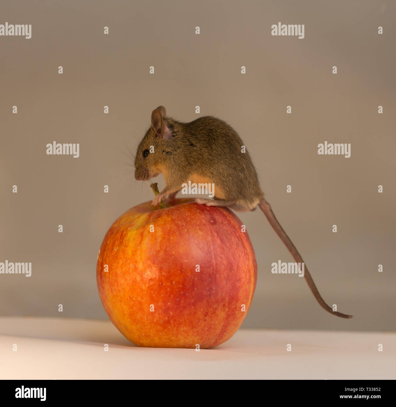 Maus und Apple Stockfoto