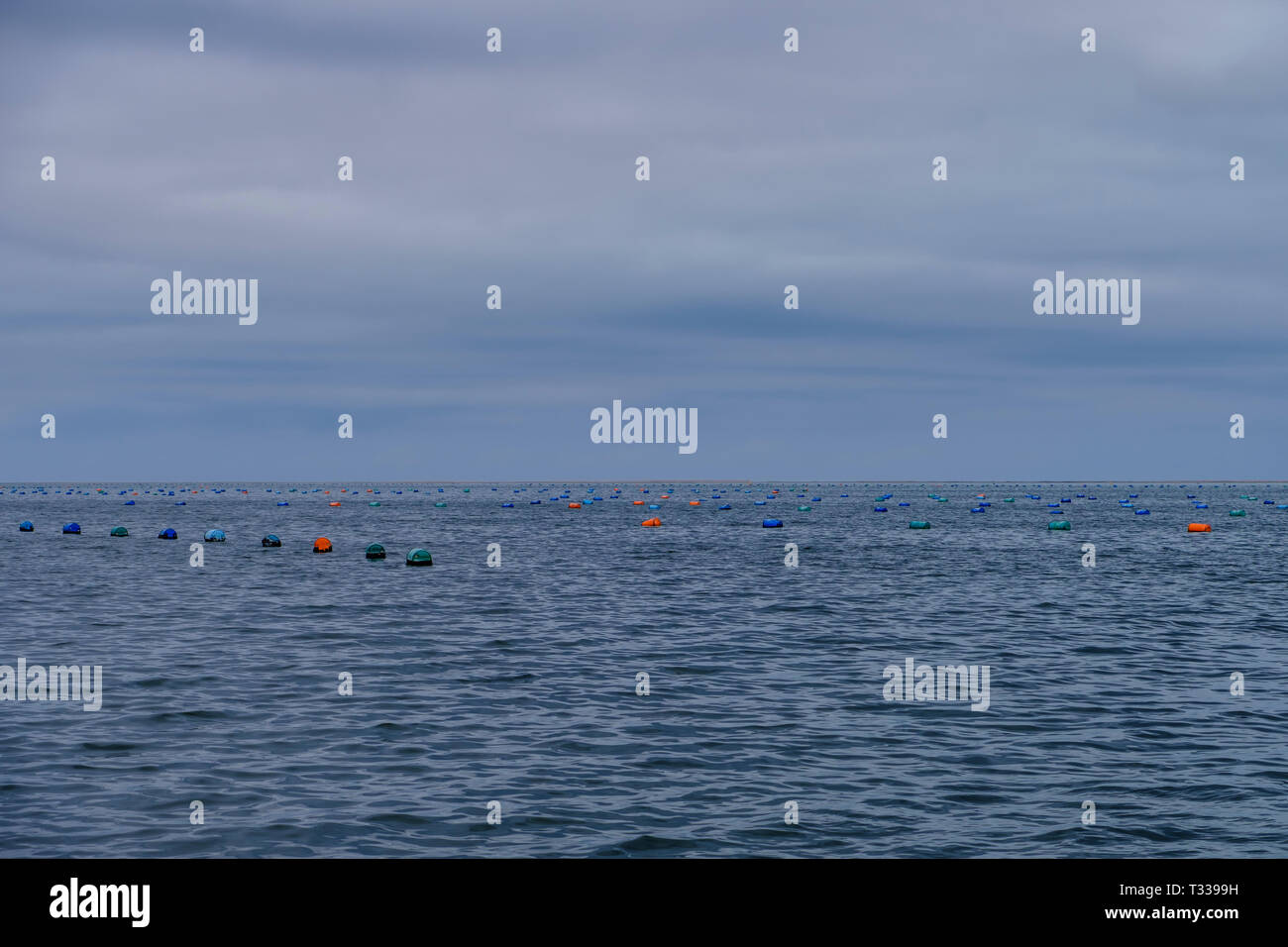 Reihen von bunten Bojen zu Unterwasser Körbe in Oyster Farm im Atlantischen Ozean vor der Küste von Swakopmund Namibia befestigt Stockfoto