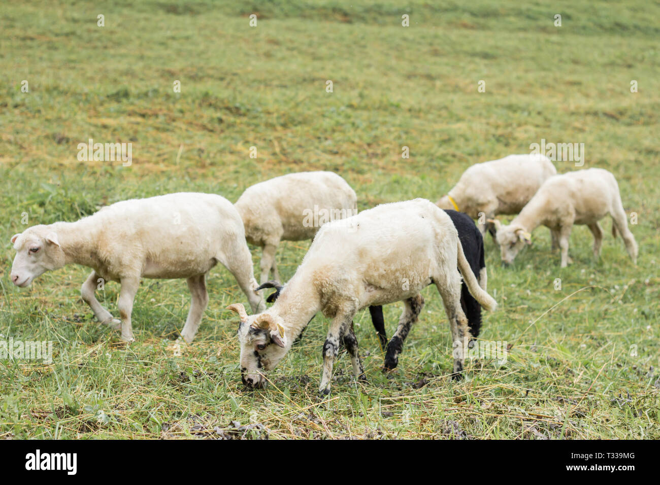 Schafherde auf der Weide Weide Stockfoto