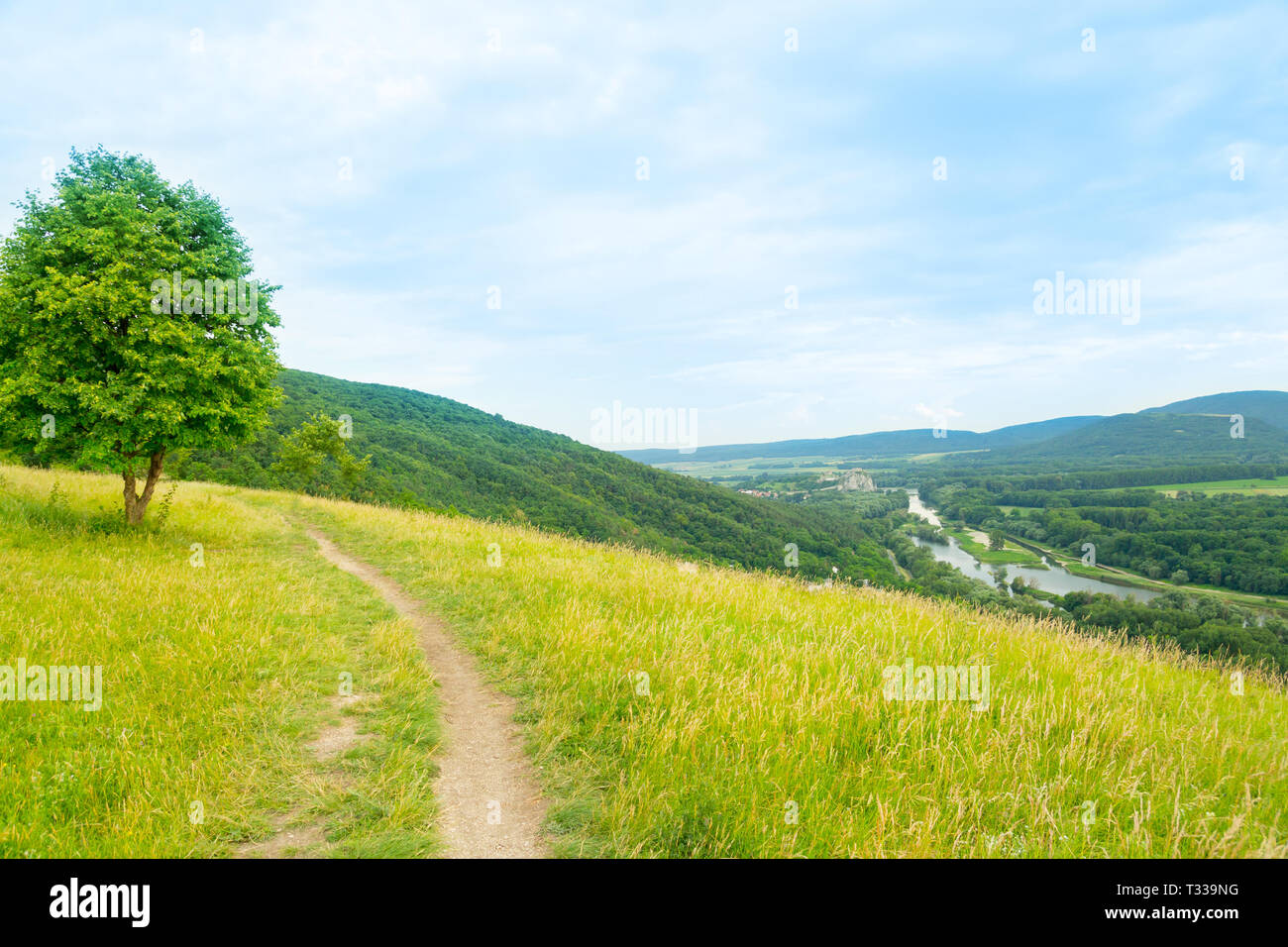 Grüner Sommer Wiese mit einsamer Baum Stockfoto