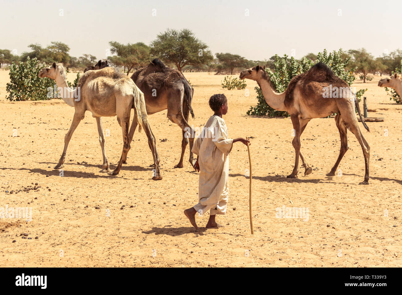 Ein junger Hirte mit seinen Kamelen, in der Nähe von Meroe, im Sudan, in Afrika. Stockfoto