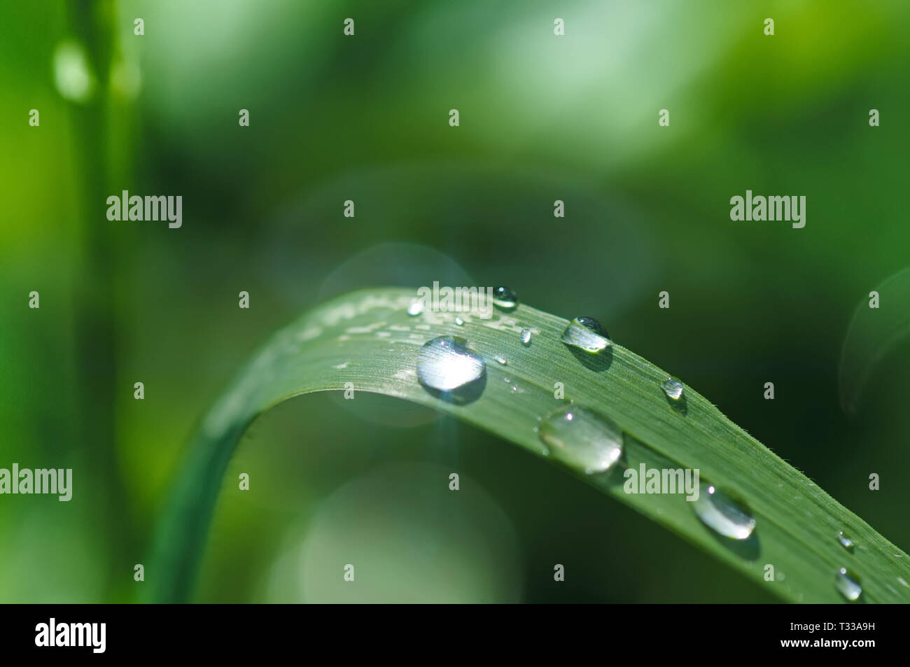 Regen oder Tau Tropfen auf einem Gras Makro, selektiver Fokus mit grünen bokeh Hintergrund Stockfoto