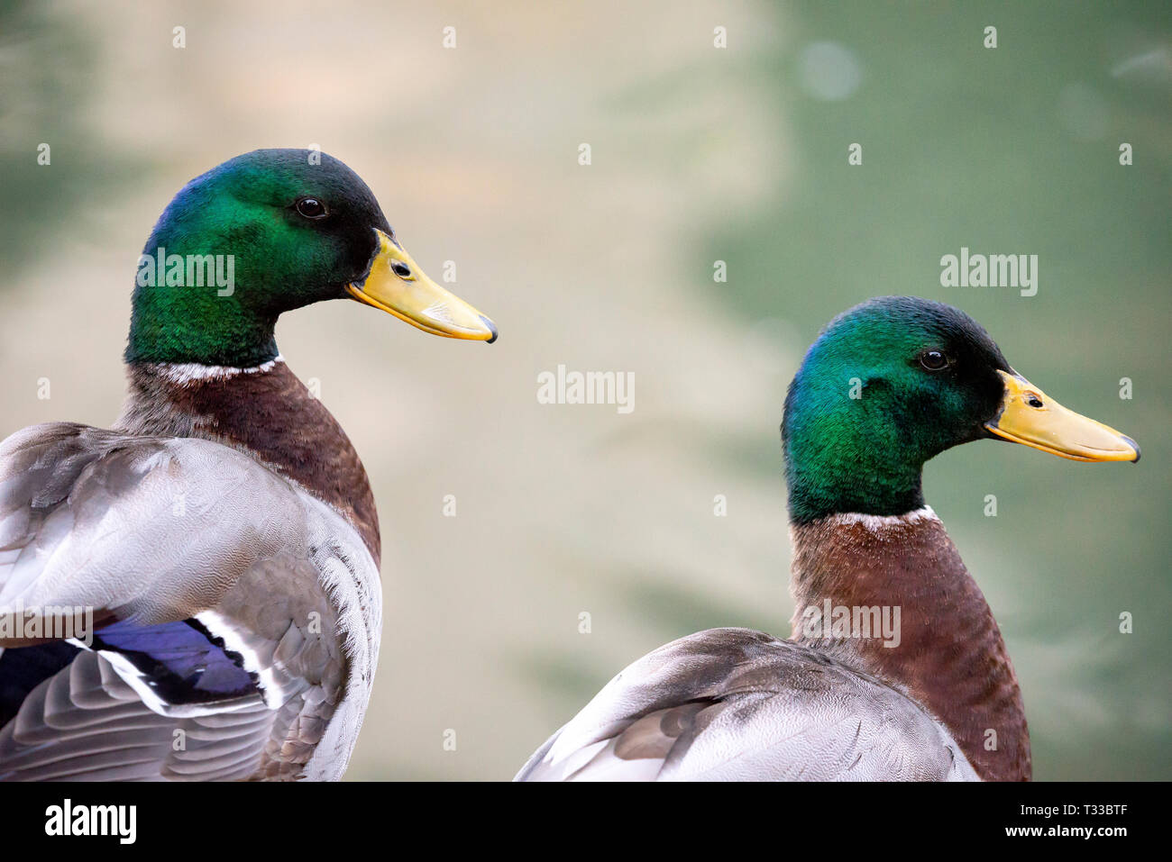 Männliche Stockente in der Nähe des Flusses, Ente mit dunklen grünen Kopf Stockfoto