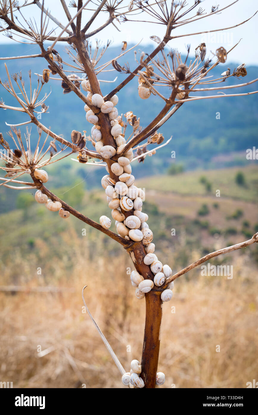 Live weiß Schnecken zu einem Baum in Sizilien, Italien festhalten Stockfoto