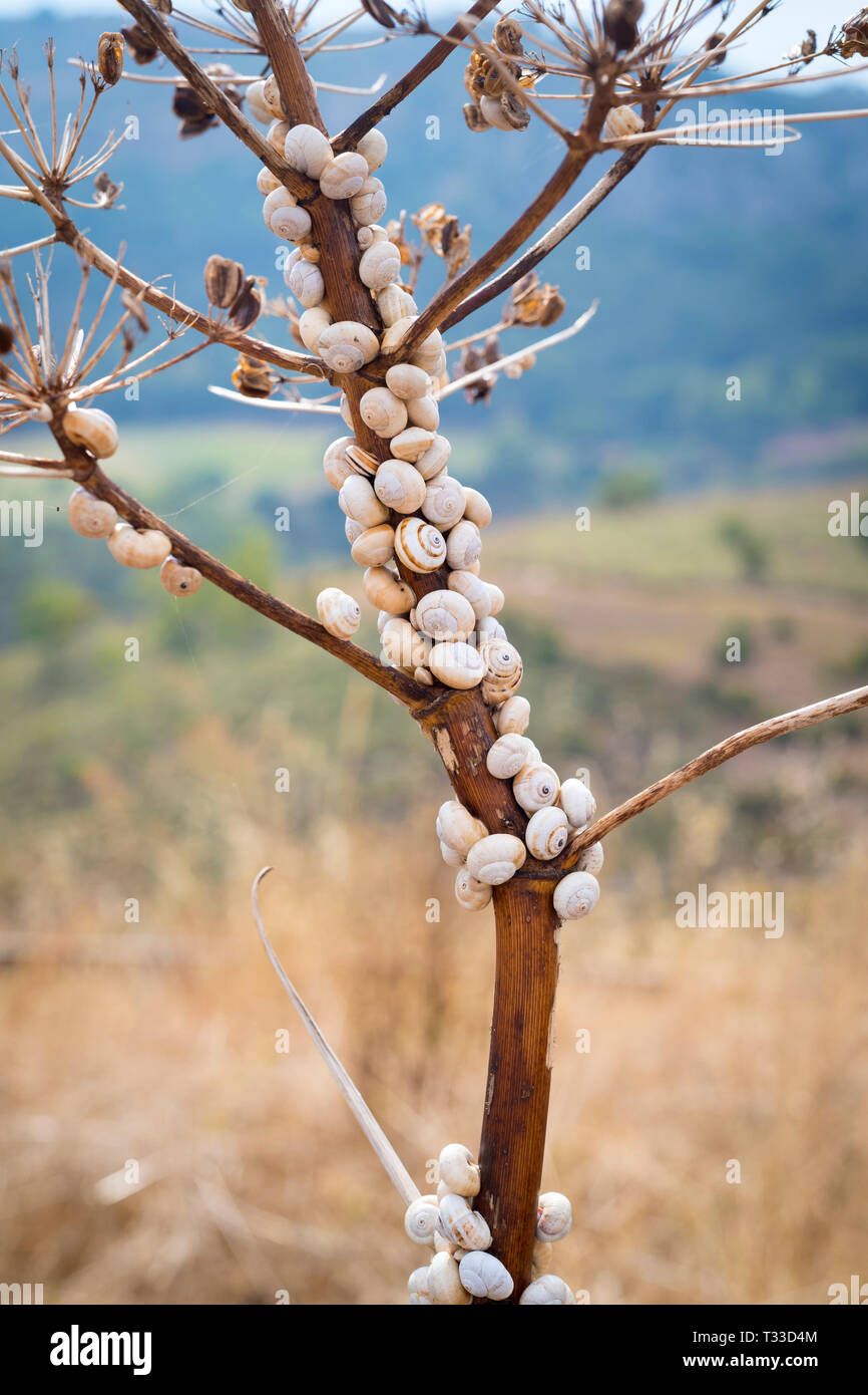 Live weiß Schnecken zu einem Baum in Sizilien, Italien festhalten Stockfoto