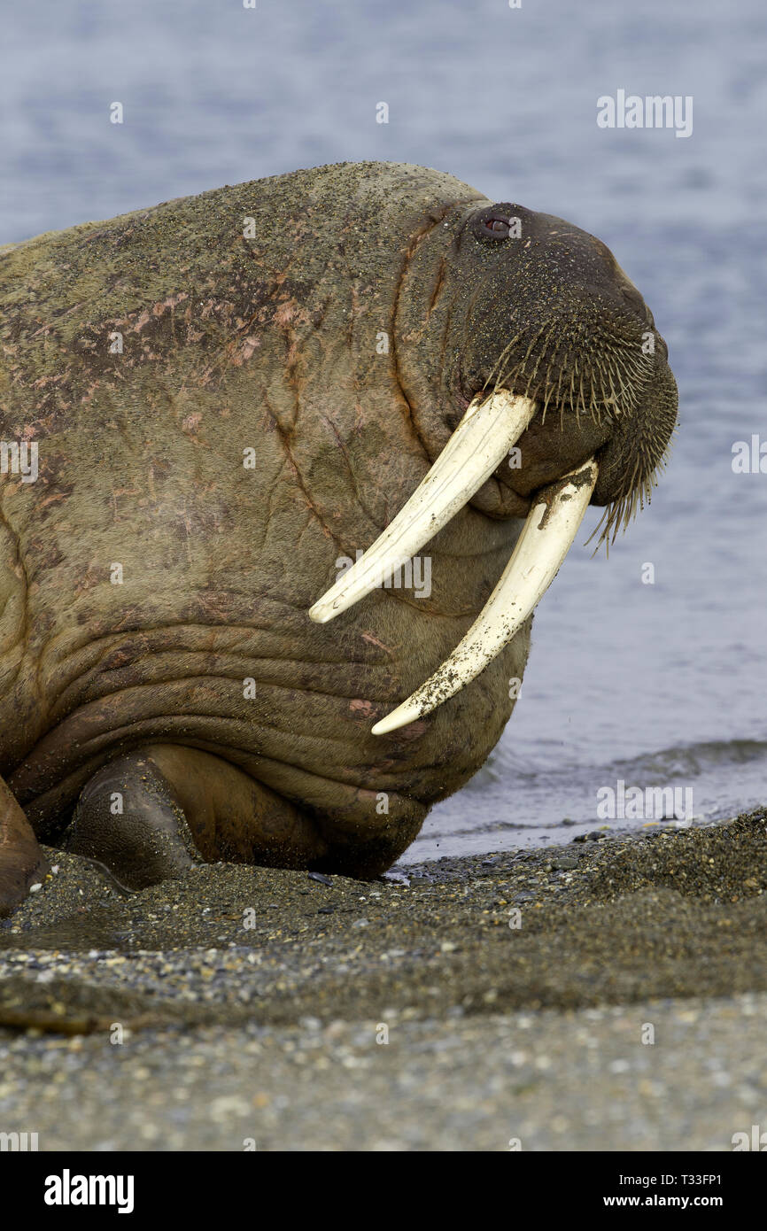Atlantik, Odobenus rosmarus Walrus, Spitzbergen, Arktis, Norwegen Stockfoto