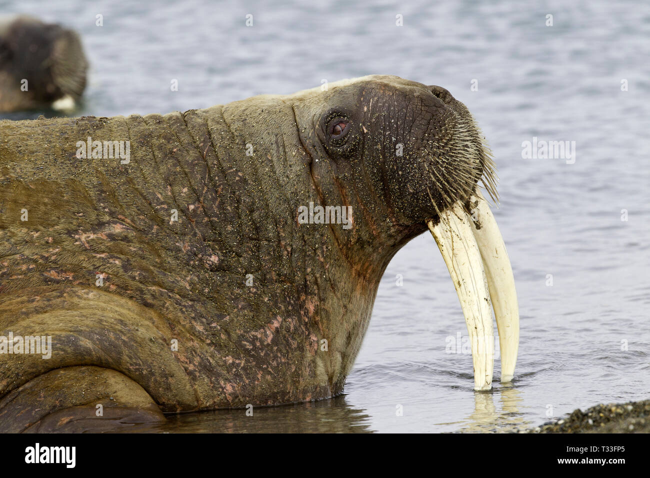 Atlantik, Odobenus rosmarus Walrus, Spitzbergen, Arktis, Norwegen Stockfoto