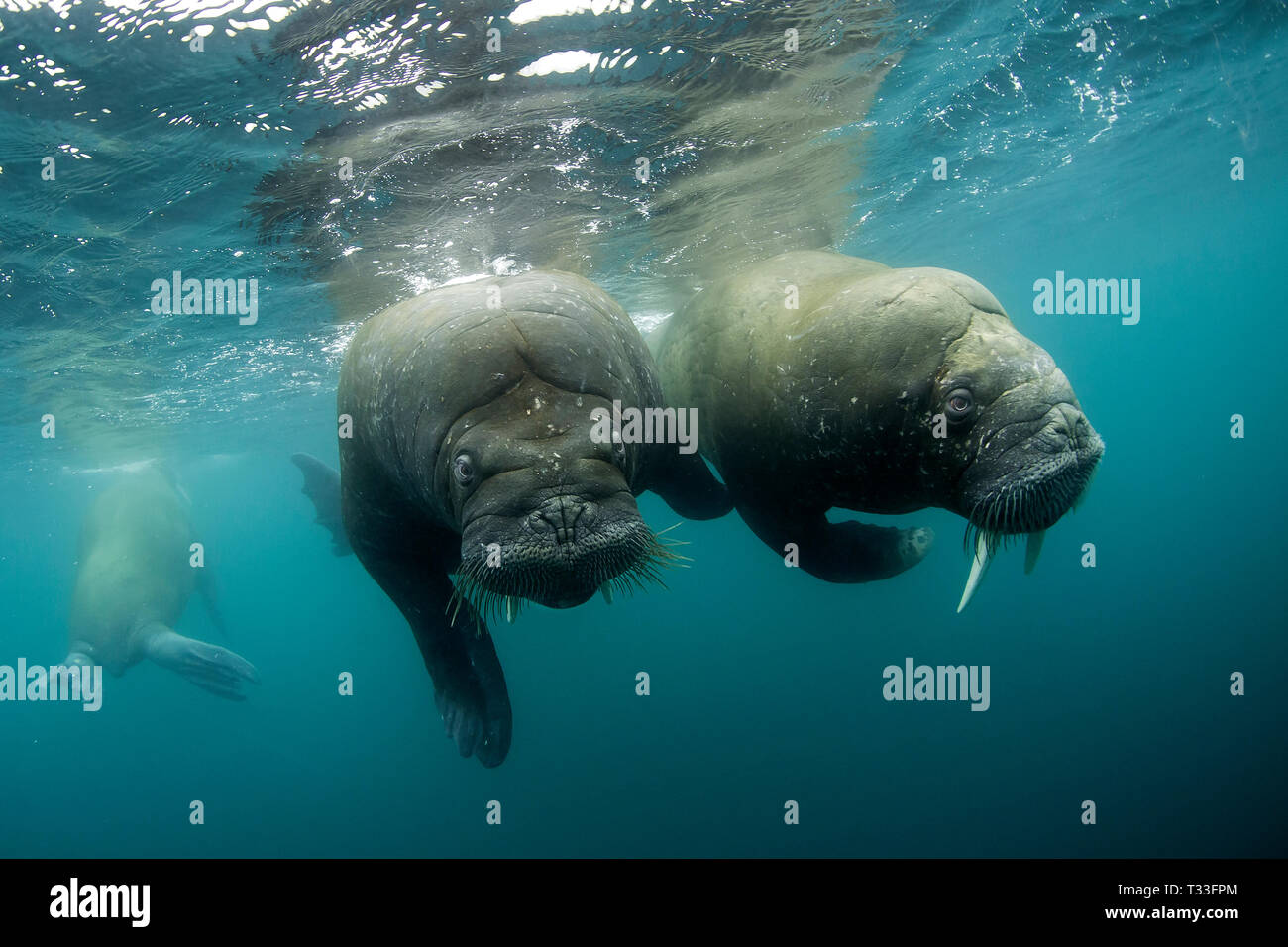 Atlantik, Odobenus rosmarus Walrus, Spitzbergen, Arktis, Norwegen Stockfoto