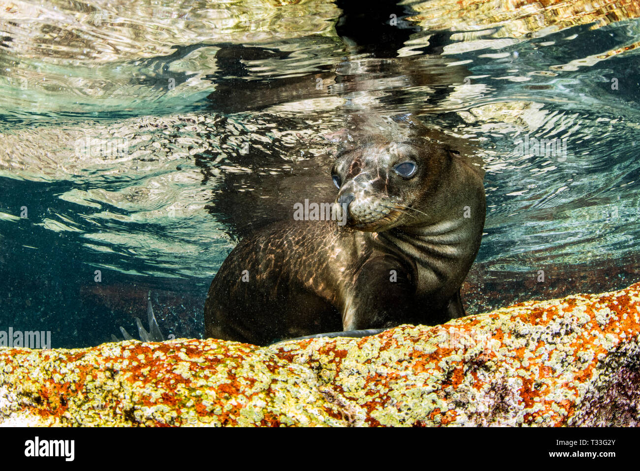 Kalifornische Seelöwe, Zalophus Californianus, La Paz, Baja California Sur, Mexiko Stockfoto