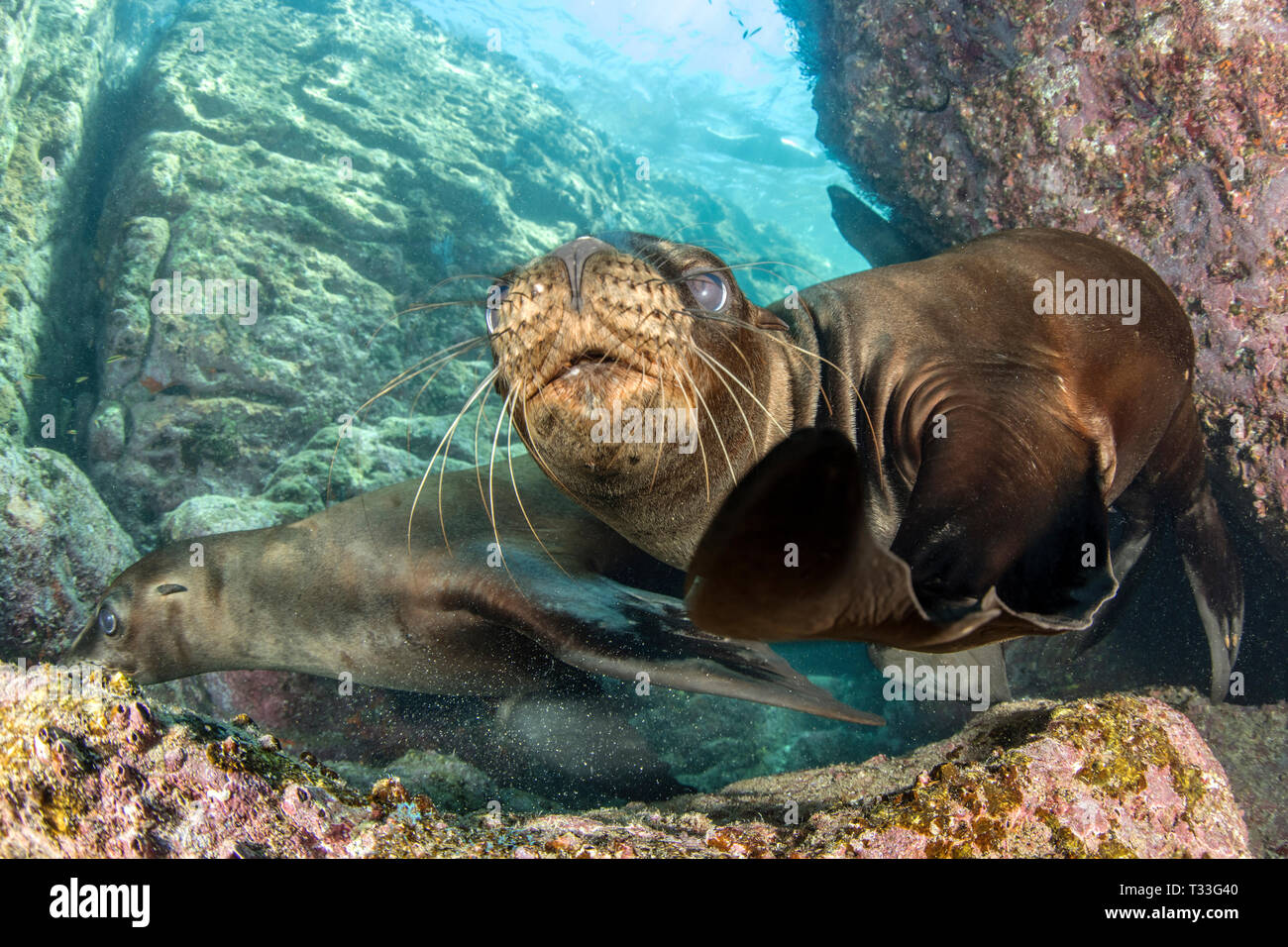 Kalifornische Seelöwe, Zalophus Californianus, La Paz, Baja California Sur, Mexiko Stockfoto