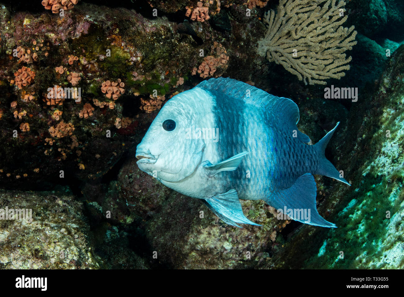 Riesige Riffbarsche, Microspathodon dorsalis, La Paz, Baja California Sur, Mexiko Stockfoto