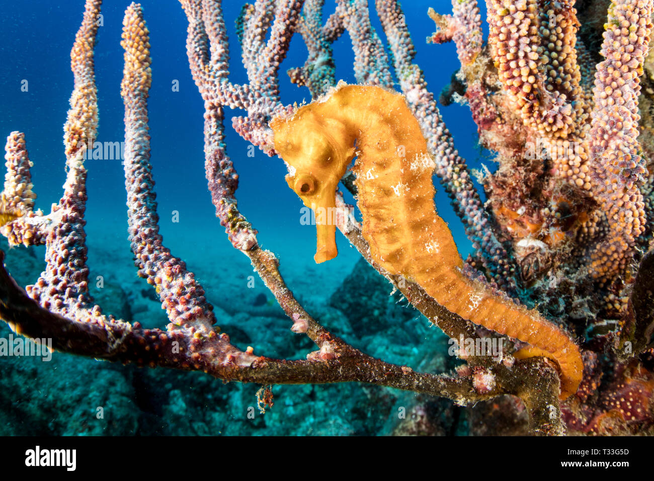 Pacific Seahorse, Hippocampus ingens, La Paz, Baja California Sur, Mexiko Stockfoto