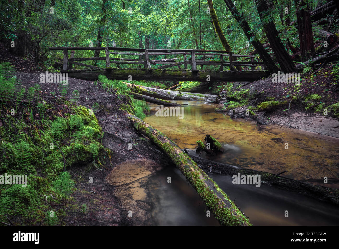 Alte Fuß Brücke über Kelly Creek - Big Basin State Park, Santa Cruz Mountains Stockfoto