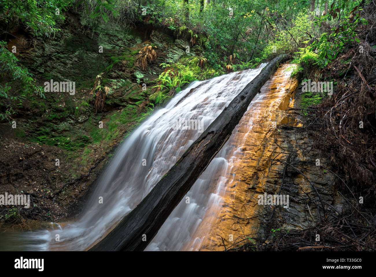 Golden Cascade Falls & üppigen Wald - Big Basin State Park, Santa Cruz Mountains Stockfoto
