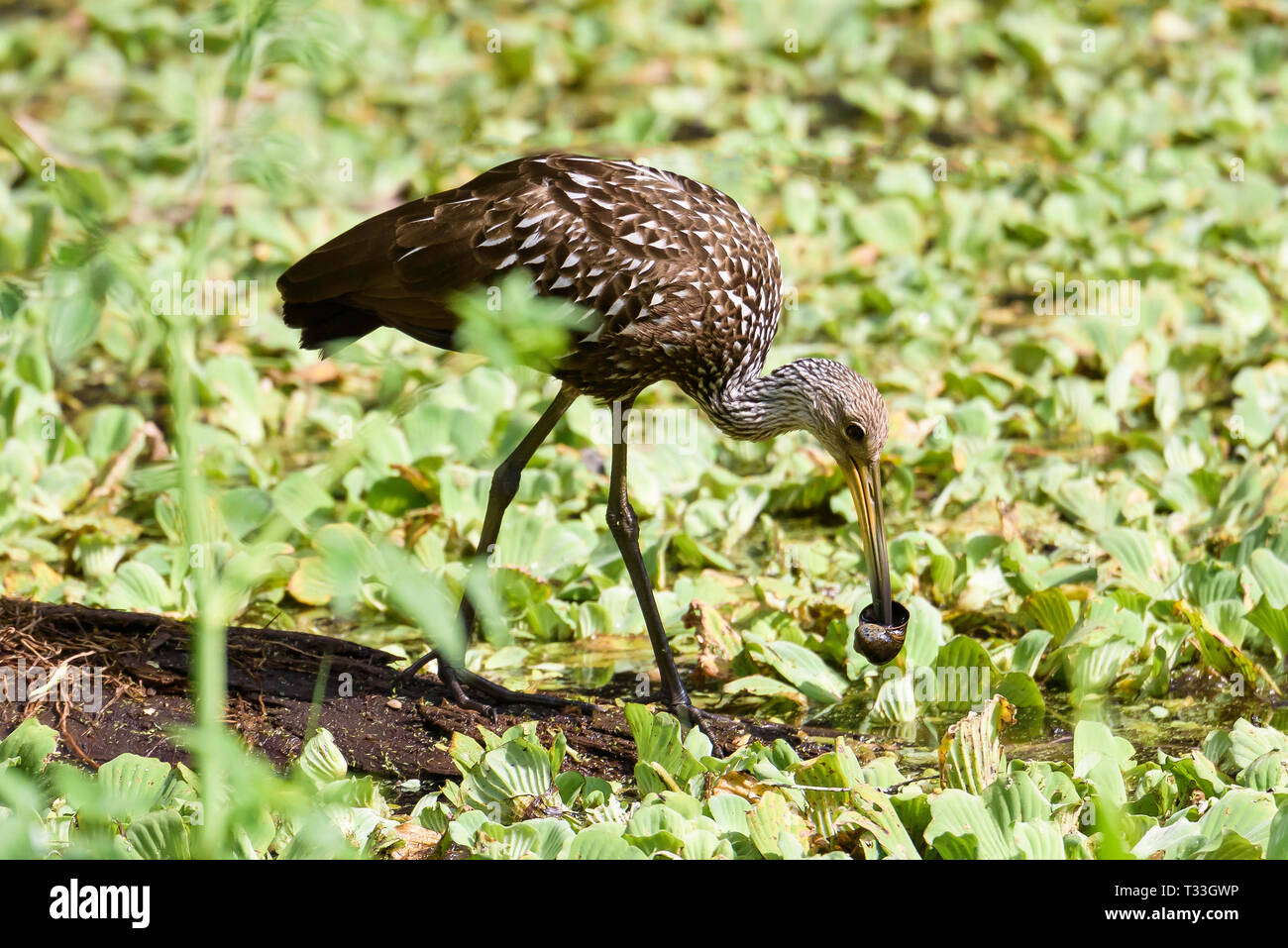 Limpkin (Aramus guarauna) Essen eine Apfelschnecke in Wasser Kraut verfangen, Wasser, Sumpf, Corkscrew Swamp Sanctuary, Florida, USA Stockfoto