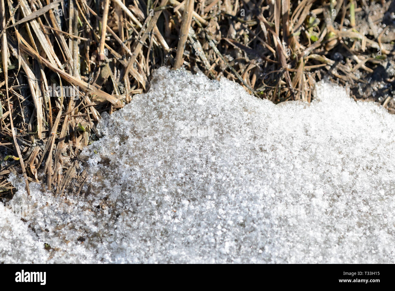 Zusammenfassung Hintergrund von Schnee und Frühling Boden mit trockenem Gras Nahaufnahme Stockfoto