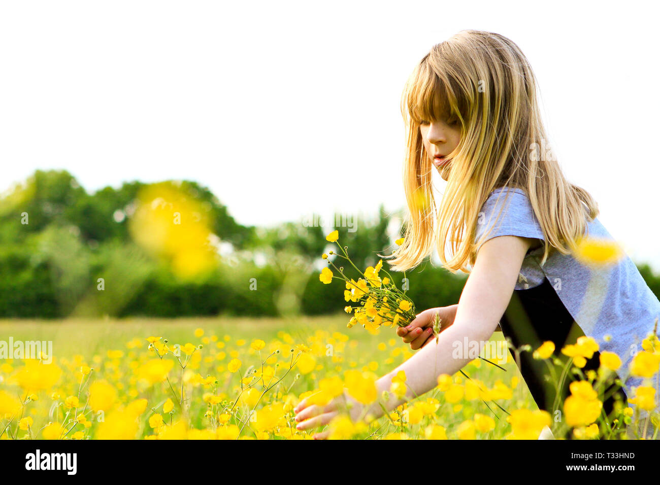 Junge Mädchen Kommissionierung Butterblumen auf der Wiese am Himmel Bauernhof Campingplatz, Sussex, UK Stockfoto